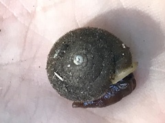 Vespericola marinensis