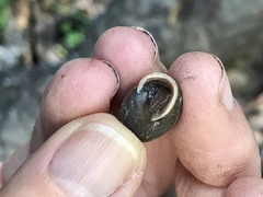 Vespericola marinensis