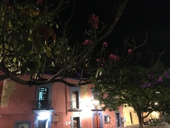 Pseudobombax ellipticum