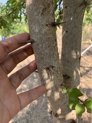 Flacourtia indica