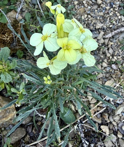 San Francisco wallflower (Erysimum franciscanum)