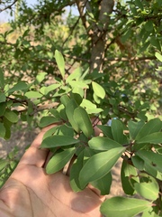 Flacourtia indica