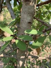 Flacourtia indica