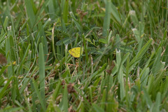 Pyrisitia lisa euterpe