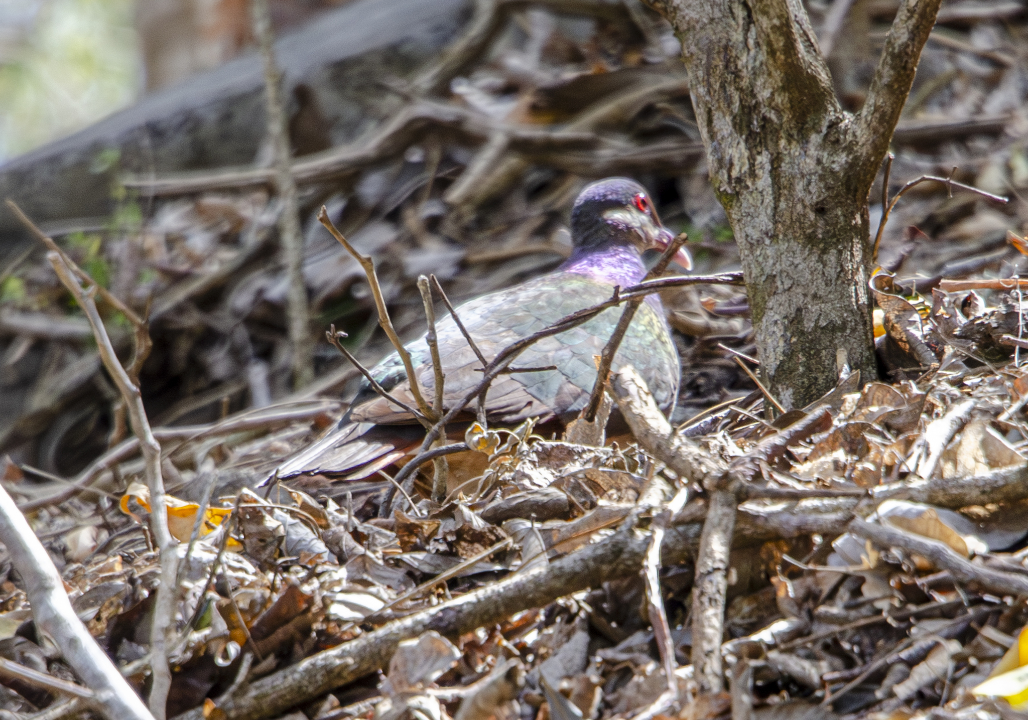 Bridled Quail-Dove (Geotrygon mystacea), photo 1