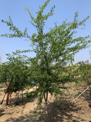 Flacourtia indica