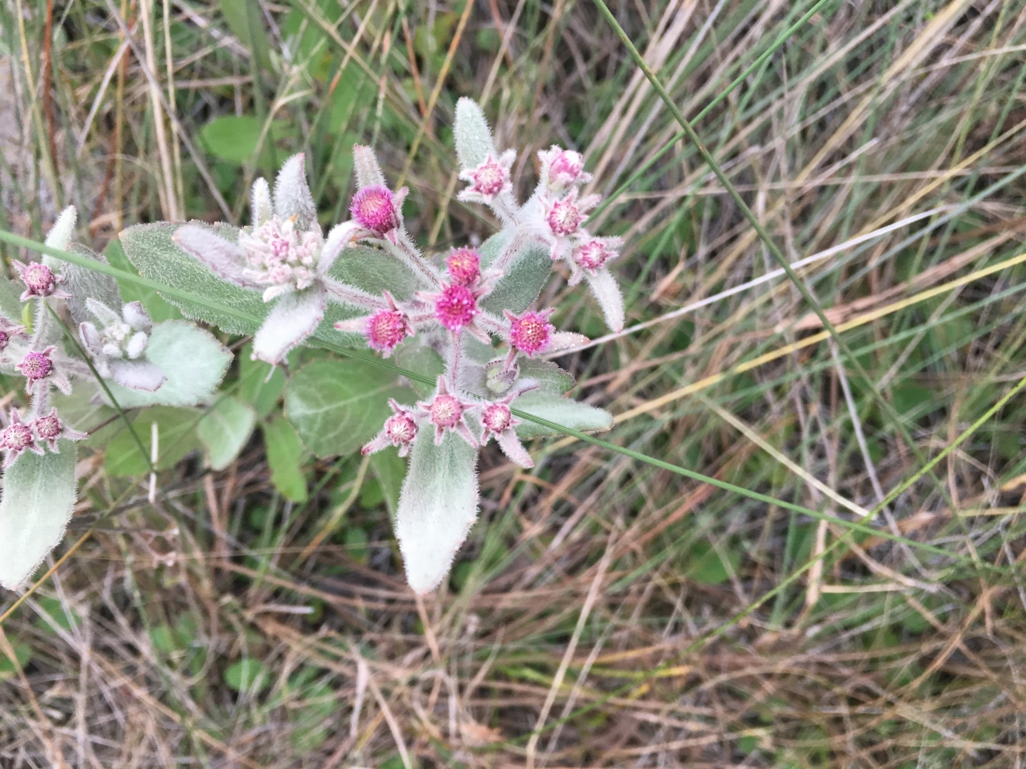 Rosy Camphorweed (Pluchea baccharis)
