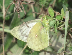 Colias vauthierii