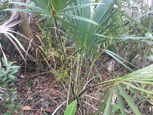 Scrub Palmetto (Sabal etonia)