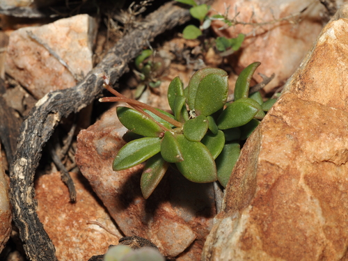 Grahamia australiana