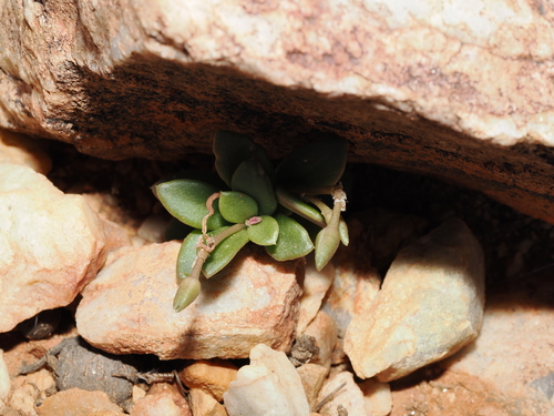 Grahamia australiana