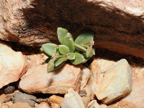 Grahamia australiana