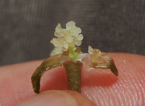 Grahamia australiana