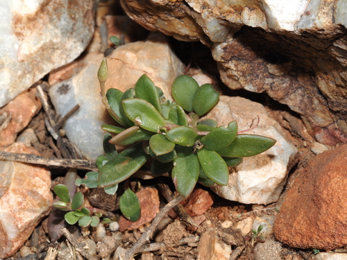 Grahamia australiana