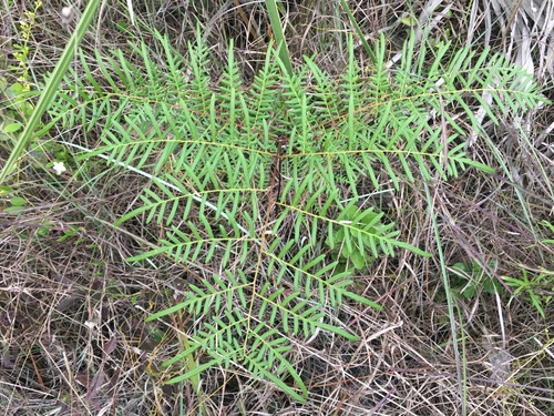 Pteridium caudatum, photograph 6