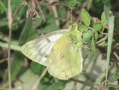 Colias vauthierii
