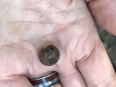 Vespericola marinensis