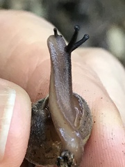 Vespericola marinensis