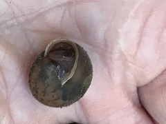 Vespericola marinensis