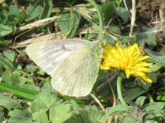Colias vauthierii