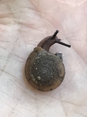 Vespericola marinensis