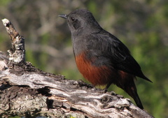 Thamnolaea cinnamomeiventris