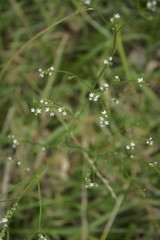 Verbena montevidensis