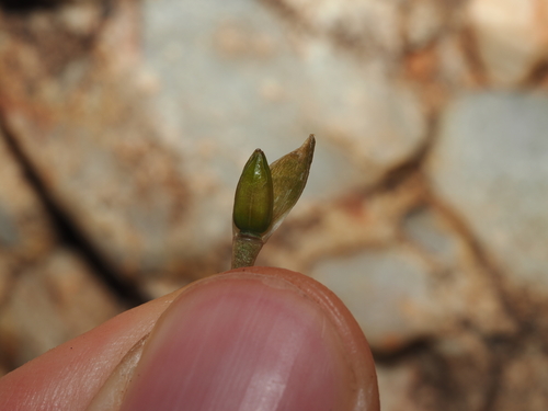 Grahamia australiana