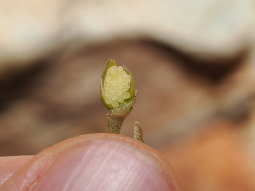 Grahamia australiana
