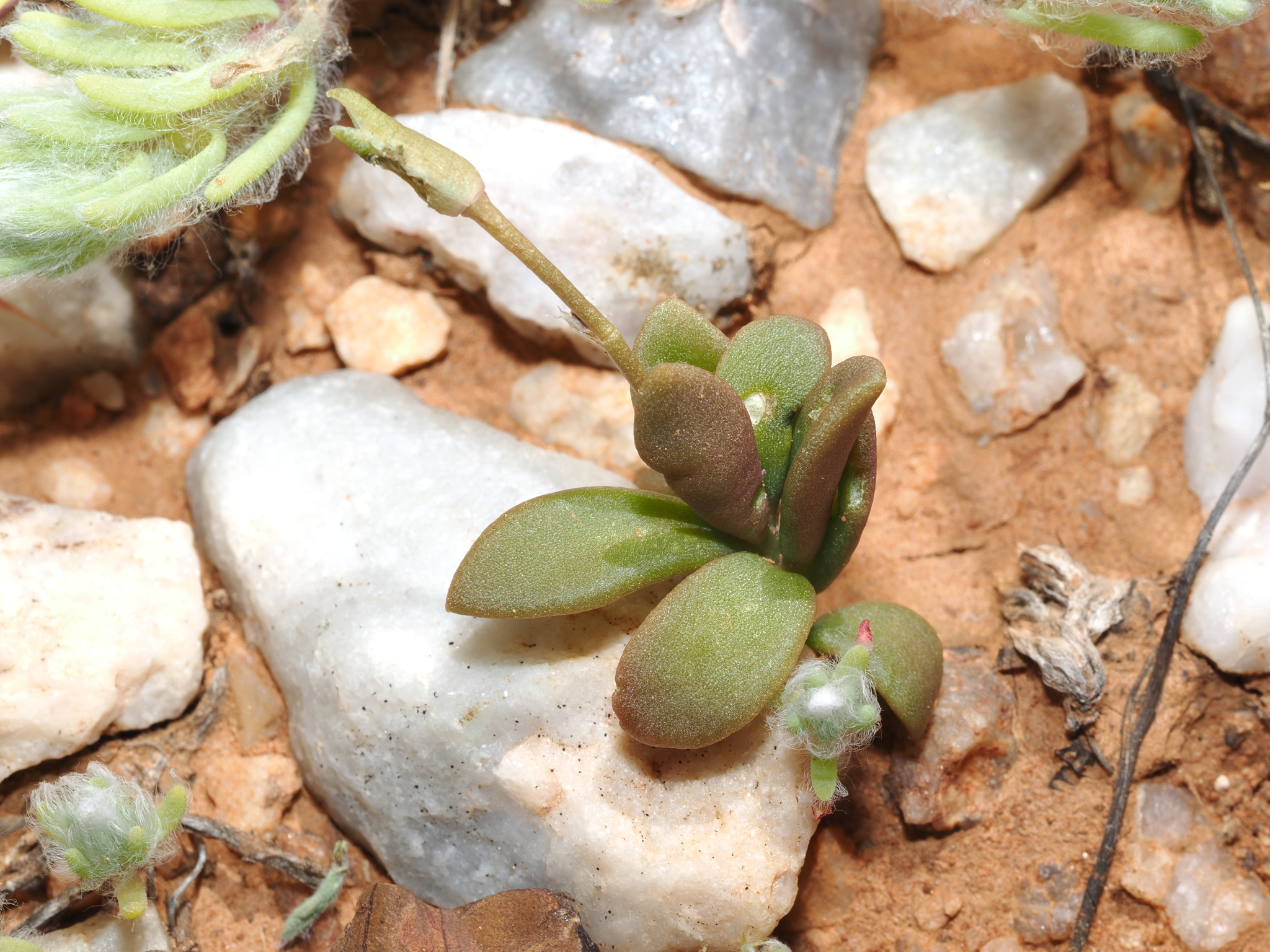 Grahamia australiana