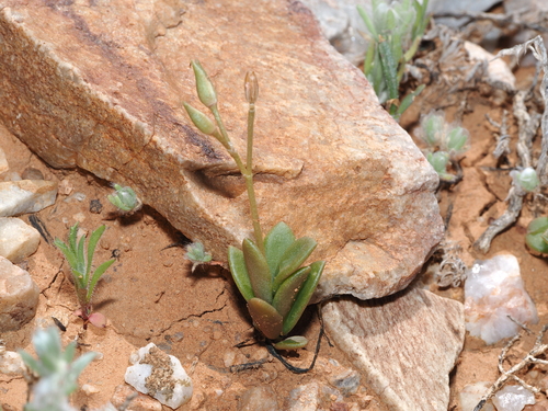 Grahamia australiana