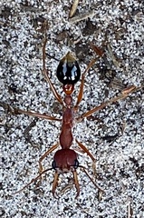 Myrmecia analis