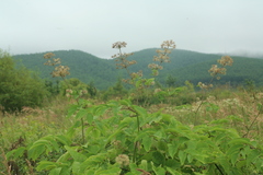 Aralia cordata sachalinensis