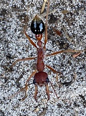 Myrmecia analis