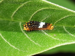 Mimoides euryleon clusoculis