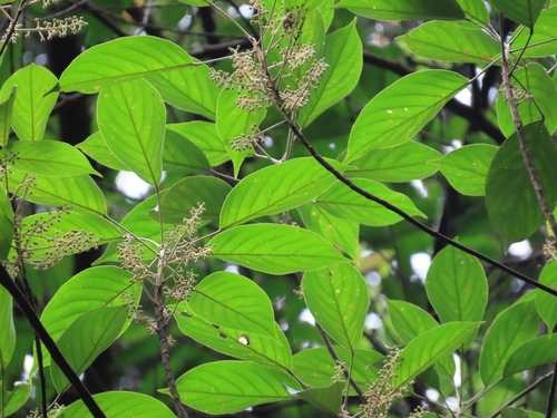 Elaeocarpus polystachyus observed 2020-01-29