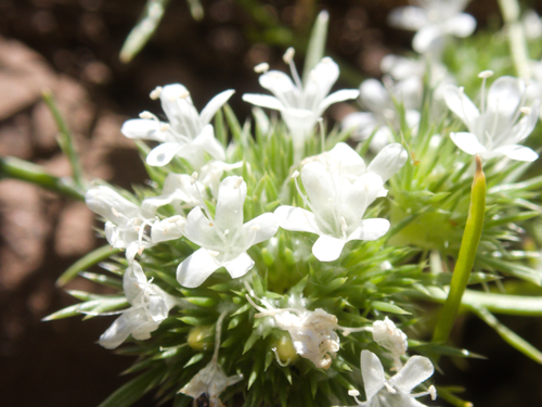 whitehead navarretia (Navarretia leucocephala)