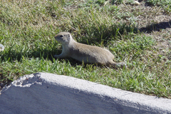 Urocitellus richardsonii