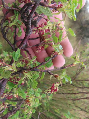 Ribes andicola (Ribes andicola)