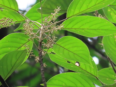 Elaeocarpus polystachyus