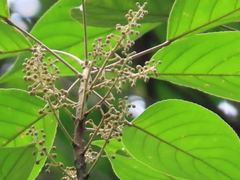 Elaeocarpus polystachyus
