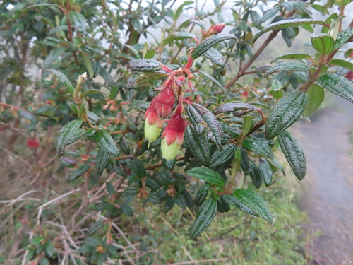 Brachyotum ledifolium, photograph 1