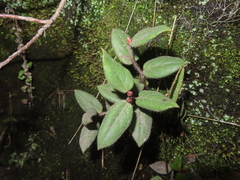Gaultheria erecta, photograph (c) Eric Schmidt, some rights reserved (CC BY)