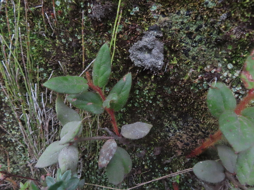 Borrachera fruit (Gaultheria erecta)