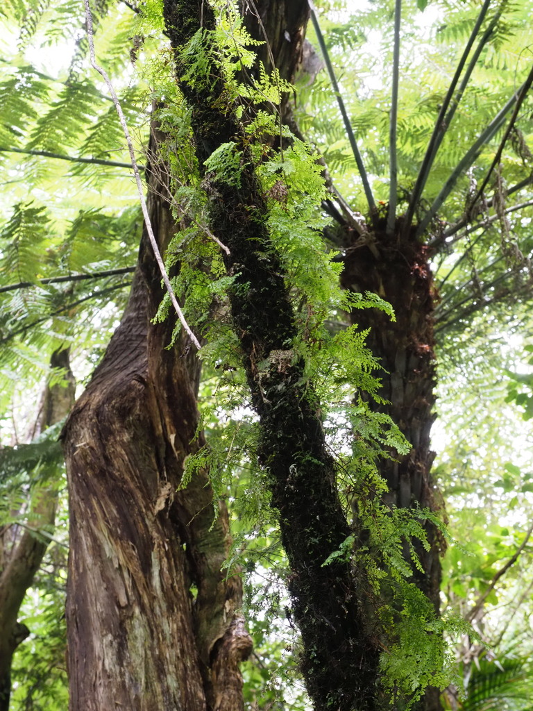 Filmy Ferns and Bristle Ferns