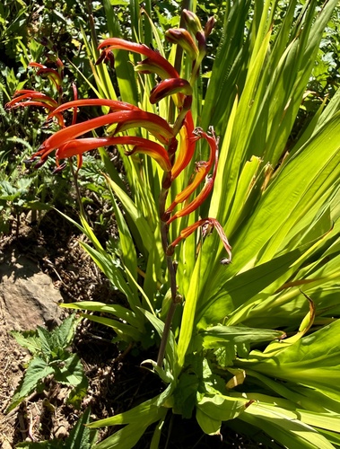 Bicolor Cobra Lily (Chasmanthe bicolor)