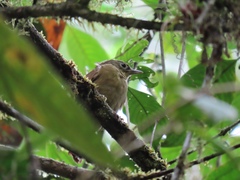 Anabacerthia striaticollis