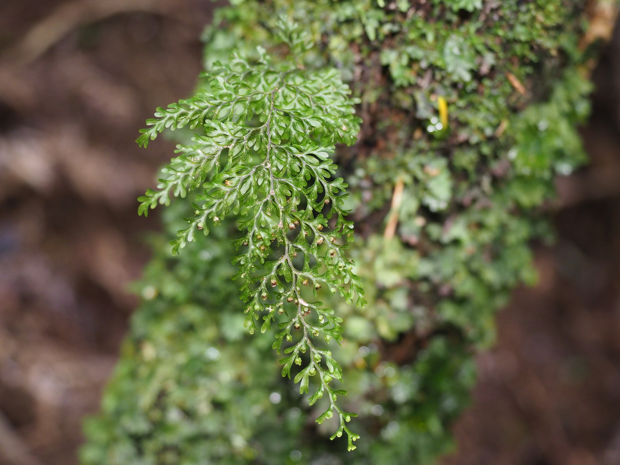 Hymenophylloideae