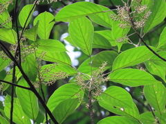 Elaeocarpus polystachyus