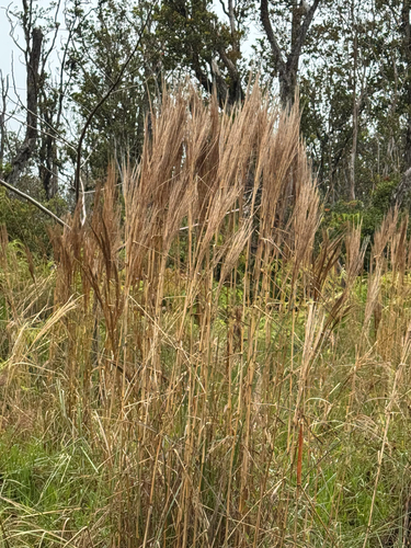 Andropogon bicornis, 2026-04-03